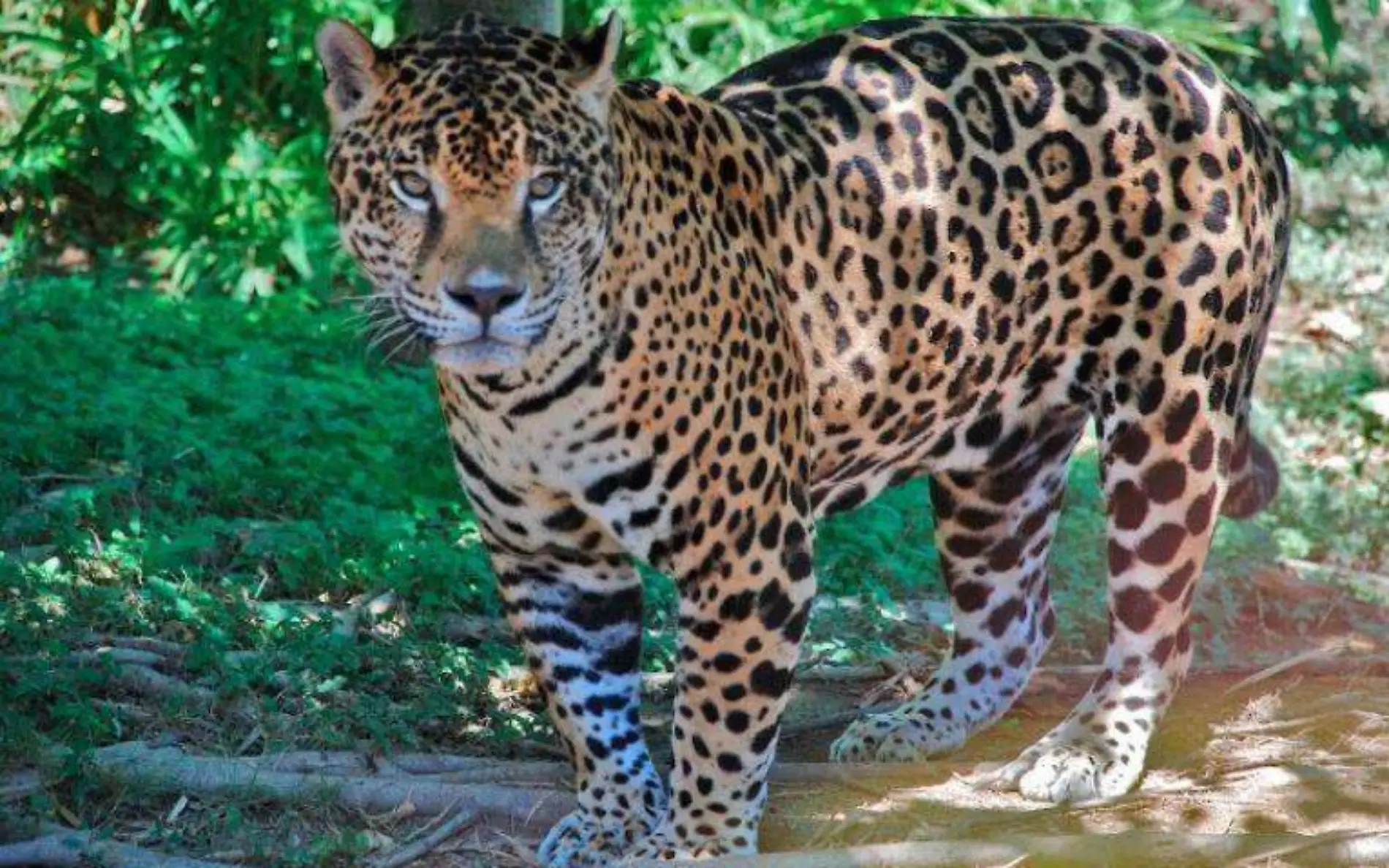 El jaguar y el ocelote lo extraordinario de Tamaulipas 